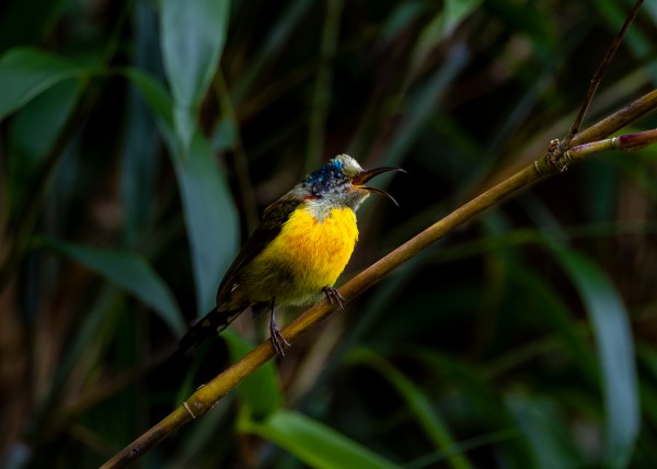 Hành trình gian nan săn chim quý hiếm trên đỉnh Fansipan Hành trình gian nan săn chim quý hiếm trên đỉnh Fansipan