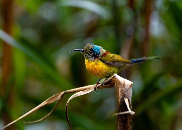 Hành trình gian nan săn chim quý hiếm trên đỉnh Fansipan Hành trình gian nan săn chim quý hiếm trên đỉnh Fansipan