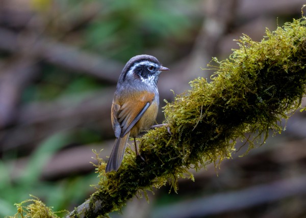 Hành trình gian nan săn chim quý hiếm trên đỉnh Fansipan Hành trình gian nan săn chim quý hiếm trên đỉnh Fansipan