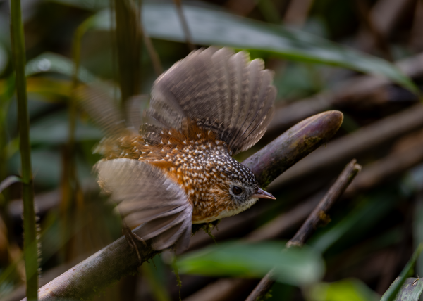 Hành trình gian nan săn chim quý hiếm trên đỉnh Fansipan Hành trình gian nan săn chim quý hiếm trên đỉnh Fansipan