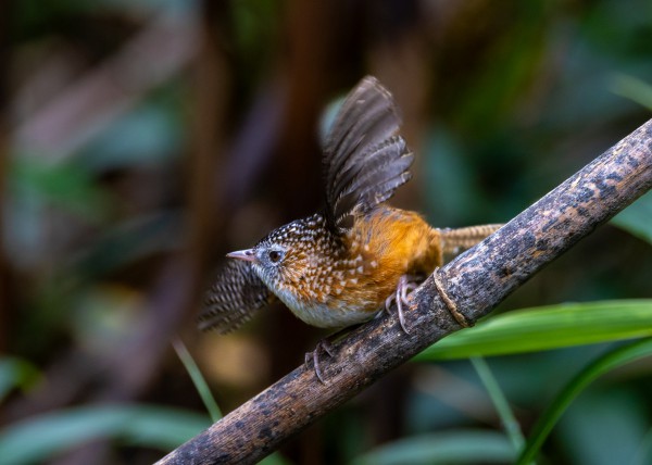 Hành trình gian nan săn chim quý hiếm trên đỉnh Fansipan Hành trình gian nan săn chim quý hiếm trên đỉnh Fansipan