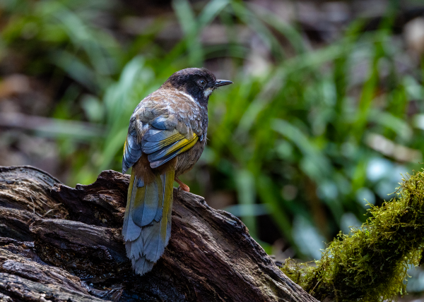 Hành trình gian nan săn chim quý hiếm trên đỉnh Fansipan Hành trình gian nan săn chim quý hiếm trên đỉnh Fansipan