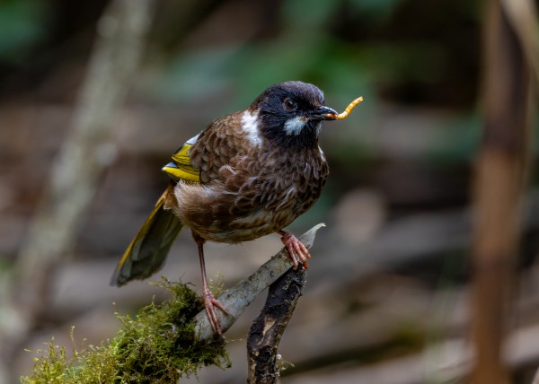 Hành trình gian nan săn chim quý hiếm trên đỉnh Fansipan Hành trình gian nan săn chim quý hiếm trên đỉnh Fansipan