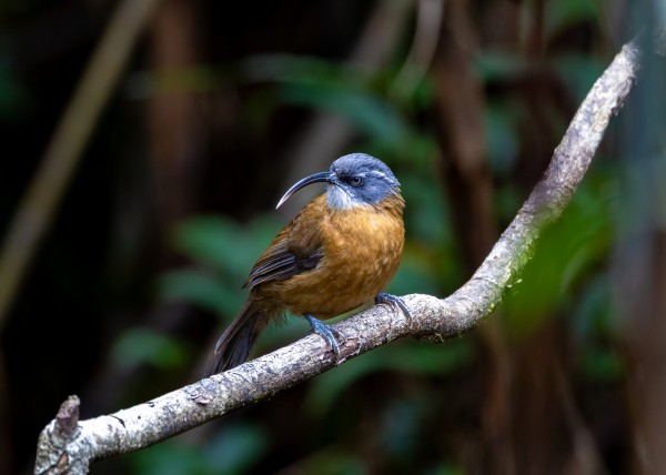 Hành trình gian nan săn chim quý hiếm trên đỉnh Fansipan Hành trình gian nan săn chim quý hiếm trên đỉnh Fansipan