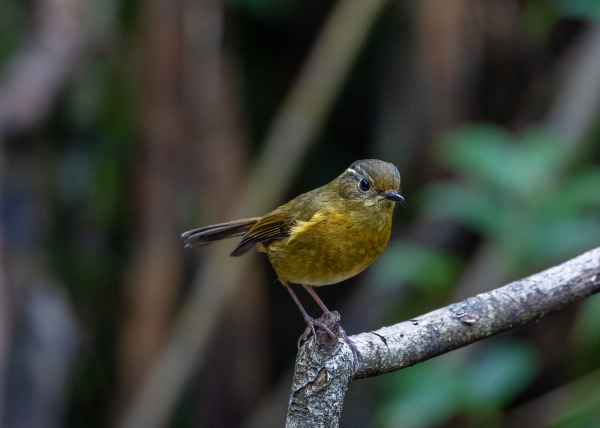 Hành trình gian nan săn chim quý hiếm trên đỉnh Fansipan Hành trình gian nan săn chim quý hiếm trên đỉnh Fansipan