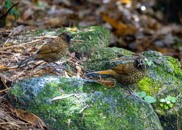 Hành trình gian nan săn chim quý hiếm trên đỉnh Fansipan Hành trình gian nan săn chim quý hiếm trên đỉnh Fansipan