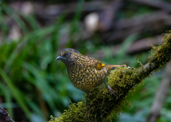 Hành trình gian nan săn chim quý hiếm trên đỉnh Fansipan Hành trình gian nan săn chim quý hiếm trên đỉnh Fansipan