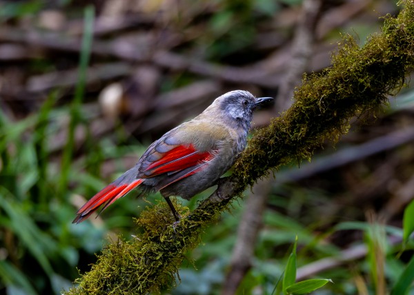 Hành trình gian nan săn chim quý hiếm trên đỉnh Fansipan Hành trình gian nan săn chim quý hiếm trên đỉnh Fansipan