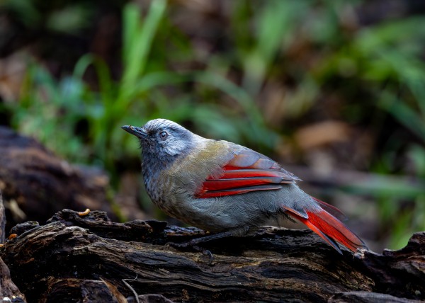 Hành trình gian nan săn chim quý hiếm trên đỉnh Fansipan Hành trình gian nan săn chim quý hiếm trên đỉnh Fansipan