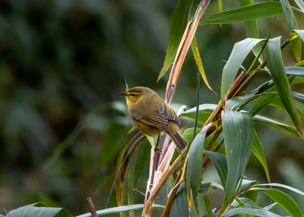Hành trình gian nan săn chim quý hiếm trên đỉnh Fansipan Hành trình gian nan săn chim quý hiếm trên đỉnh Fansipan