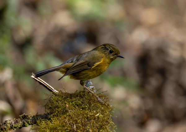 Hành trình gian nan săn chim quý hiếm trên đỉnh Fansipan Hành trình gian nan săn chim quý hiếm trên đỉnh Fansipan