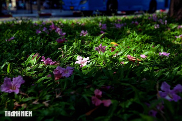 Hoa kèn hồng nở rộ giữa trung tâm TP.HCM, nhuộm hồng đường Hàm Nghi