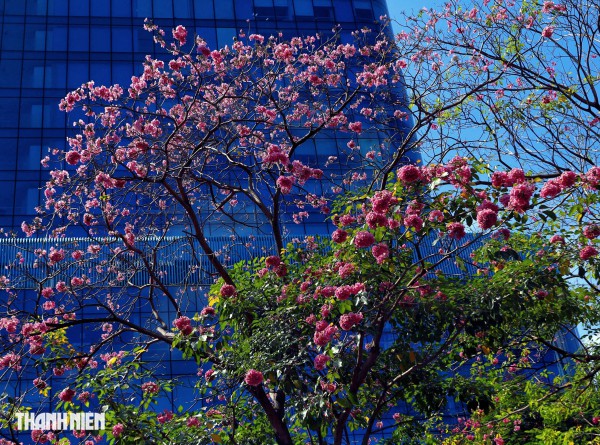 Hoa kèn hồng nở rộ giữa trung tâm TP.HCM, nhuộm hồng đường Hàm Nghi