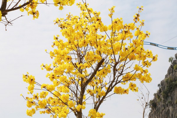 Hoa phong linh nhuộm vàng đường phố bên vịnh Hạ Long