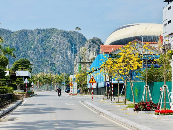 Hoa phong linh nhuộm vàng đường phố bên vịnh Hạ Long