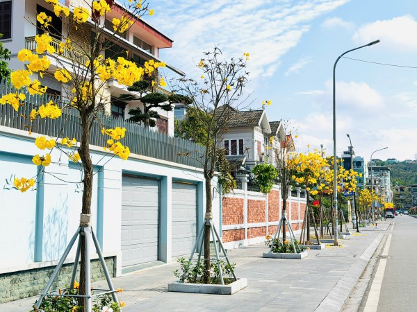 Hoa phong linh nhuộm vàng đường phố bên vịnh Hạ Long