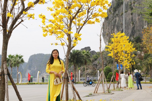 Hoa phong linh nhuộm vàng đường phố bên vịnh Hạ Long