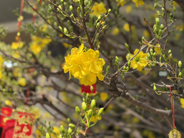 Khách quốc tế đến Việt Nam dịp tết tăng 60%