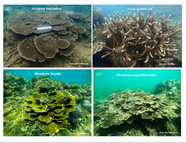 Khánh Hòa tăng cường bảo vệ rạn san hô sát bãi tắm của người dân Khánh Hòa tăng cường bảo vệ rạn san hô sát bãi tắm của người dân