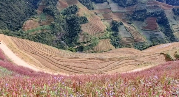 Lạc lối ở Mù Cang Chải mùa hoa Chi Pâu Lạc lối ở Mù Cang Chải mùa hoa Chi Pâu