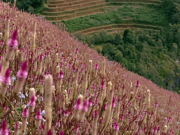 Lạc lối ở Mù Cang Chải mùa hoa Chi Pâu Lạc lối ở Mù Cang Chải mùa hoa Chi Pâu