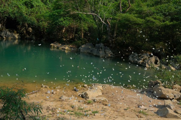 Mê mẩn mùa bướm trắng ở Phong Nha Mê mẩn mùa bướm trắng ở Phong Nha