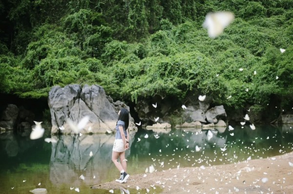 Mê mẩn mùa bướm trắng ở Phong Nha Mê mẩn mùa bướm trắng ở Phong Nha