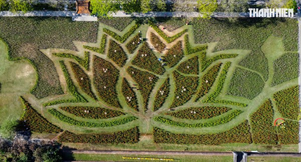 Ngắm đóa sen khổng lồ kết từ 50.000 chậu hoa khoe sắc bên kinh thành Huế