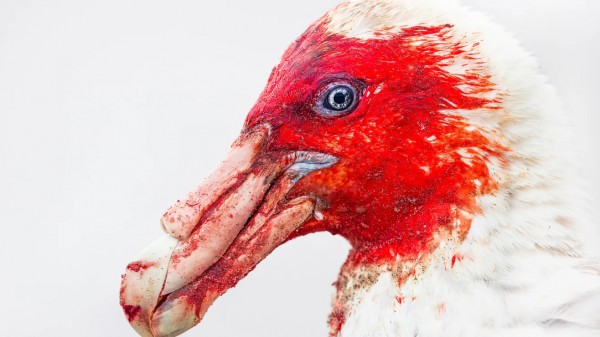 Ngắm những bức ảnh chim 'đầy cảm hứng' trong giải thưởng quốc tế