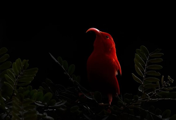 Ngắm những bức ảnh chim 'đầy cảm hứng' trong giải thưởng quốc tế