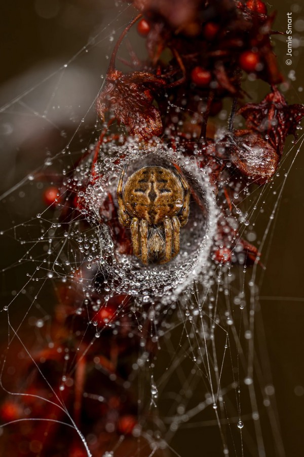 Ngắm những bức ảnh vừa mê hoặc vừa ma quái về động vật hoang dã