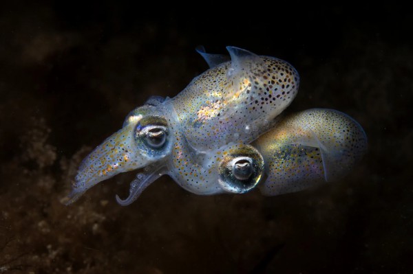 Những bức ảnh đẹp và ám ảnh từ cuộc thi nhiếp ảnh đại dương thế giới Những bức ảnh đẹp và ám ảnh từ cuộc thi nhiếp ảnh đại dương thế giới