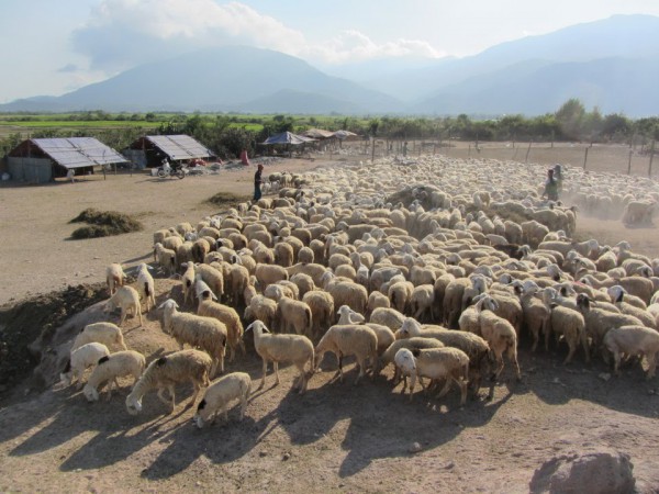 Ninh Thuận tuyển chọn 1.000 con cừu đẹp 