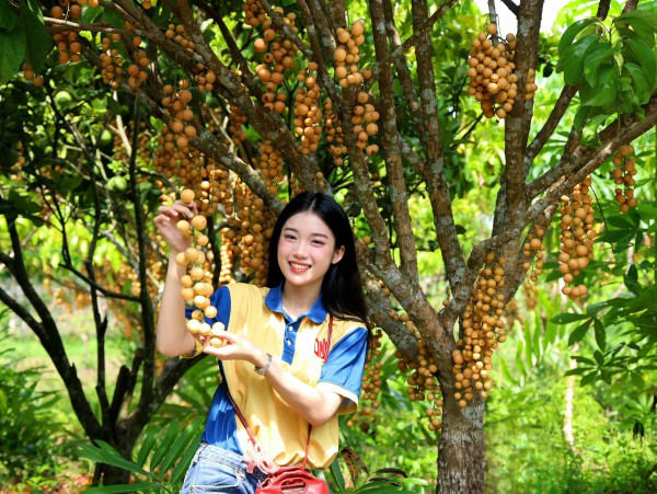 Nông dân làm du lịch từ vườn cây ăn trái, mỗi ngày đón hàng trăm khách