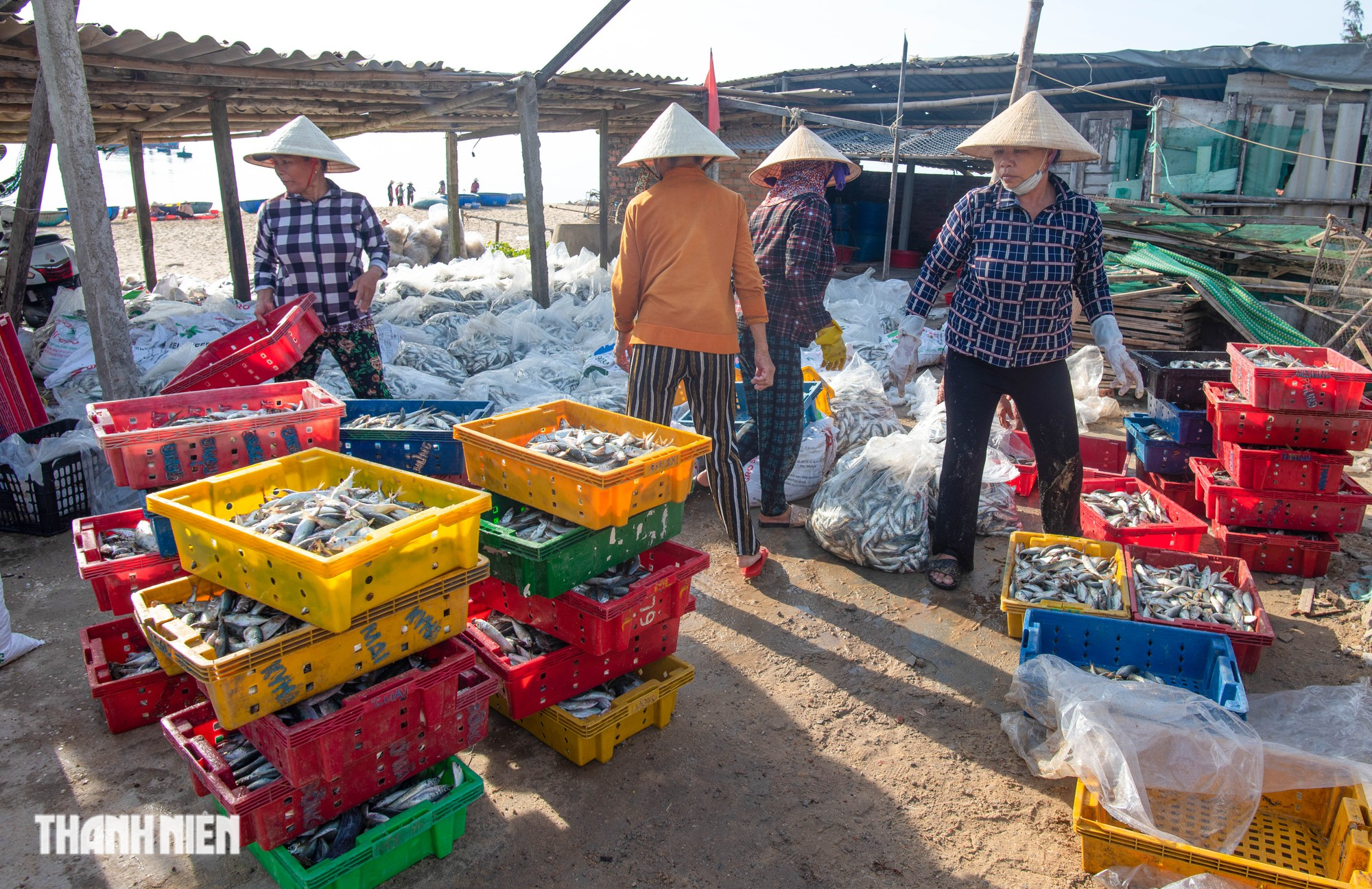 Sắc màu ở chợ cá Bình Minh
