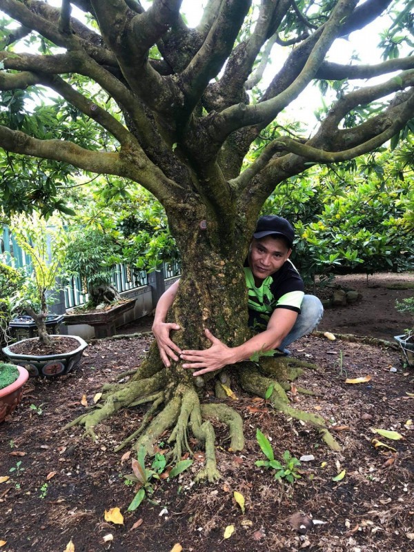 Săn mai vàng ‘cực phẩm’ chơi tết