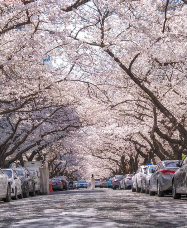 Sau 48 năm, Nhật Bản tăng phí visa với khách Việt Sau 48 năm, Nhật Bản tăng phí visa với khách Việt