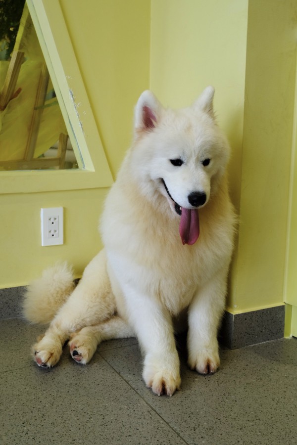 TP.HCM có quán kem độc nhất vô nhị, thiên đường cho người mê cún cưng