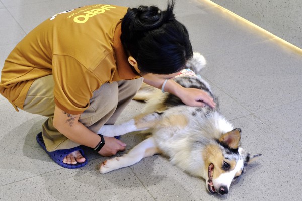 TP.HCM có quán kem độc nhất vô nhị, thiên đường cho người mê cún cưng