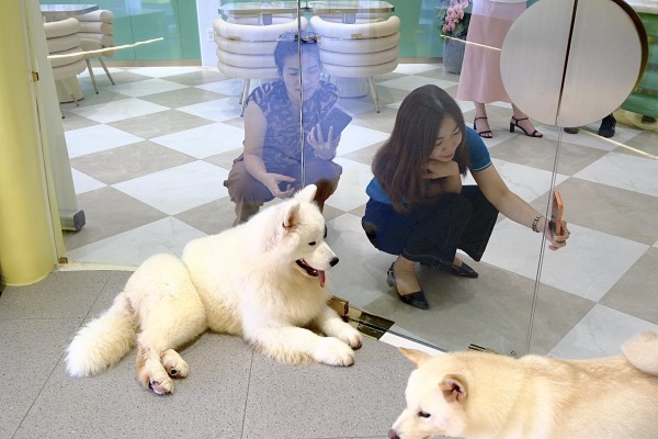 TP.HCM có quán kem độc nhất vô nhị, thiên đường cho người mê cún cưng