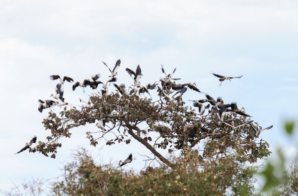 Thi ảnh đẹp về đa dạng sinh học tại Vườn quốc gia Lò Gò - Xa Mát
