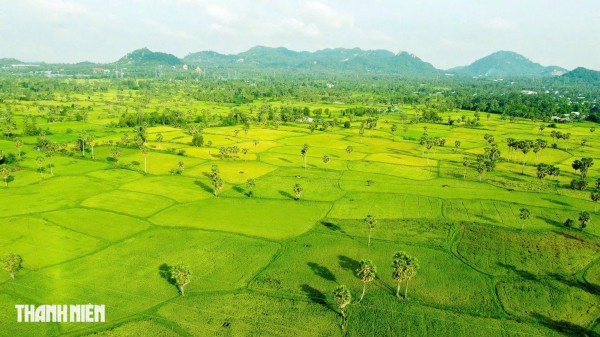 Trên cánh đồng thốt nốt An Giang vào mùa đẹp nhất trong năm