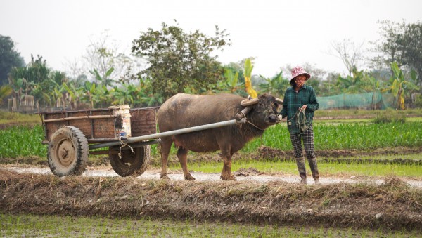 Vẻ đẹp cổ kính của kinh đô nhà Hồ hơn 600 năm tuổi Vẻ đẹp cổ kính của kinh đô nhà Hồ hơn 600 năm tuổi