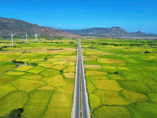 Vẻ đẹp của 'cây cô đơn' giữa cánh đồng điện gió Đầm Nại