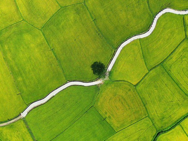 Vẻ đẹp của 'cây cô đơn' giữa cánh đồng điện gió Đầm Nại