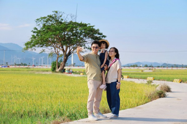 Vẻ đẹp của 'cây cô đơn' giữa cánh đồng điện gió Đầm Nại