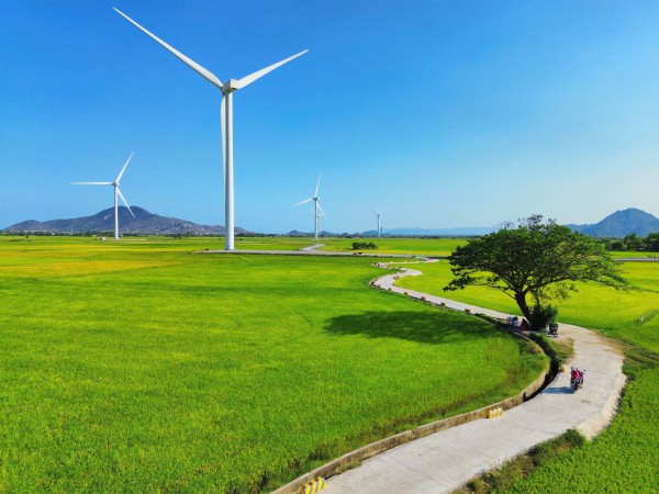 Vẻ đẹp của 'cây cô đơn' giữa cánh đồng điện gió Đầm Nại