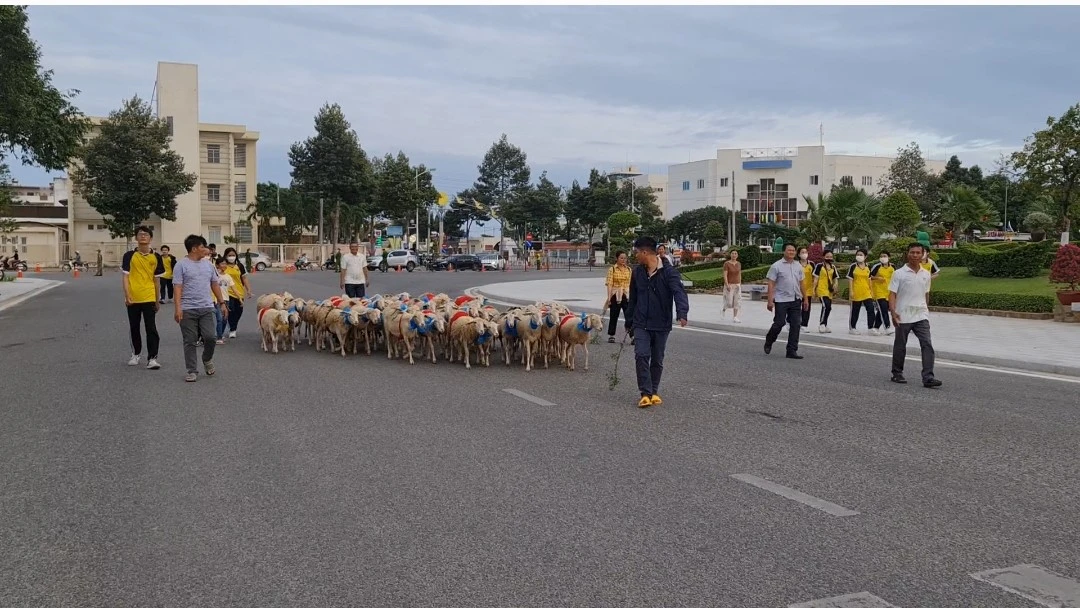 Đàn cừu 300 con trình diễn trên đường phố Ninh Thuận