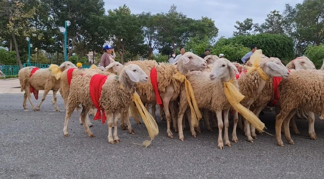 Đàn cừu 300 con trình diễn trên đường phố Ninh Thuận