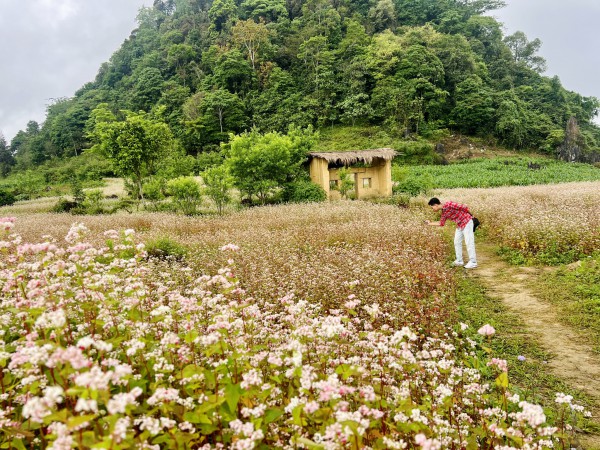 Đến Hà Giang tháng 5, check-in vườn hoa tam giác mạch trái mùa đẹp ngất ngây